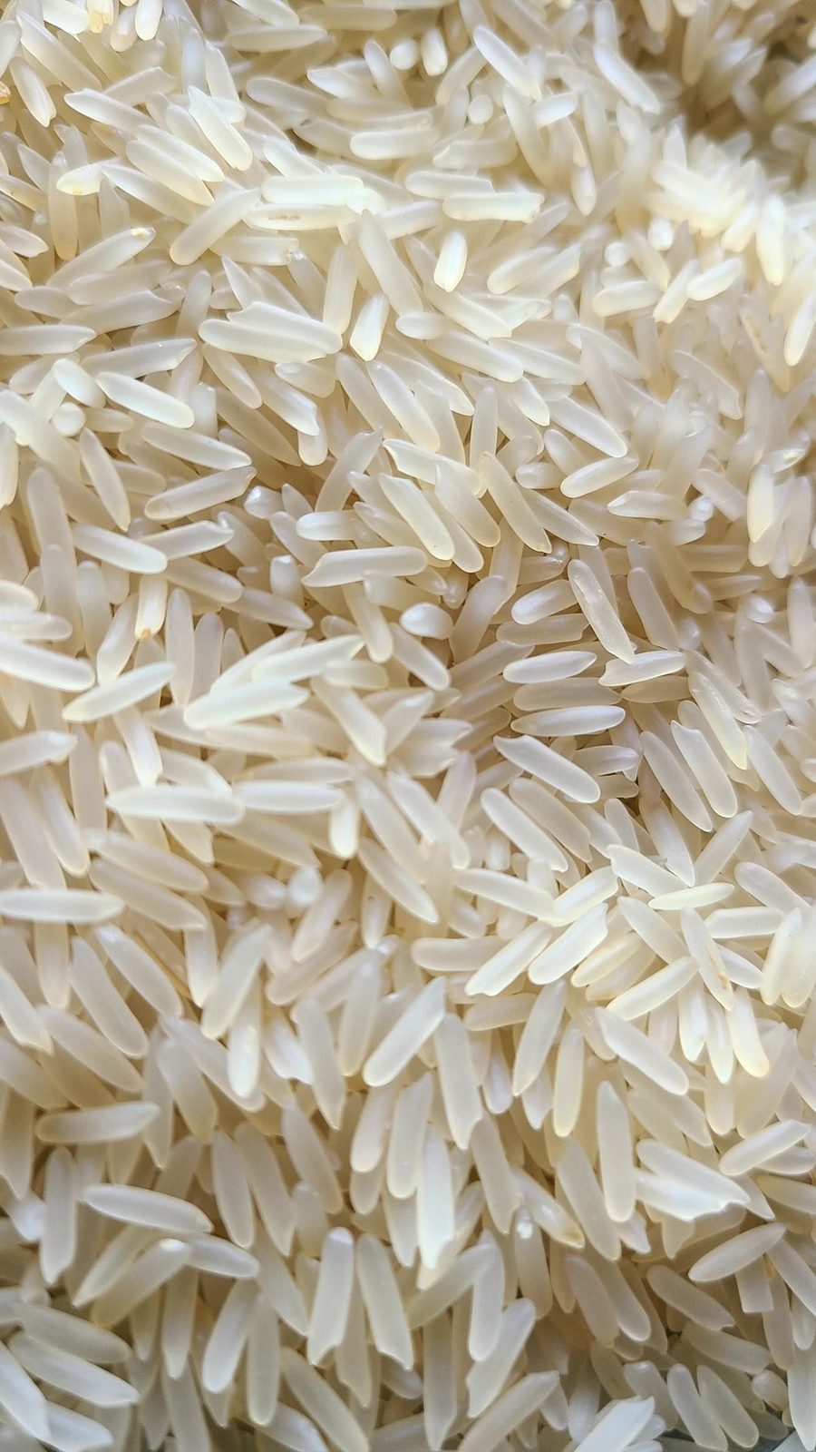 Rice grains, close texture